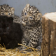 Illustration for article titled ZOMG BABY AMUR LEOPARDS!!!